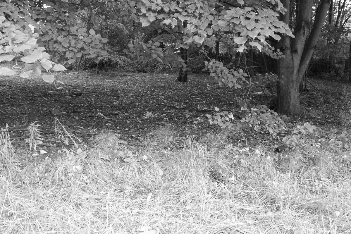 Jewish cemetery in Sosnowiec
